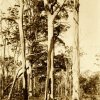 "Aborigines of the Port Stephens area" (Tree climbing) 1900. Newcastle Region Library